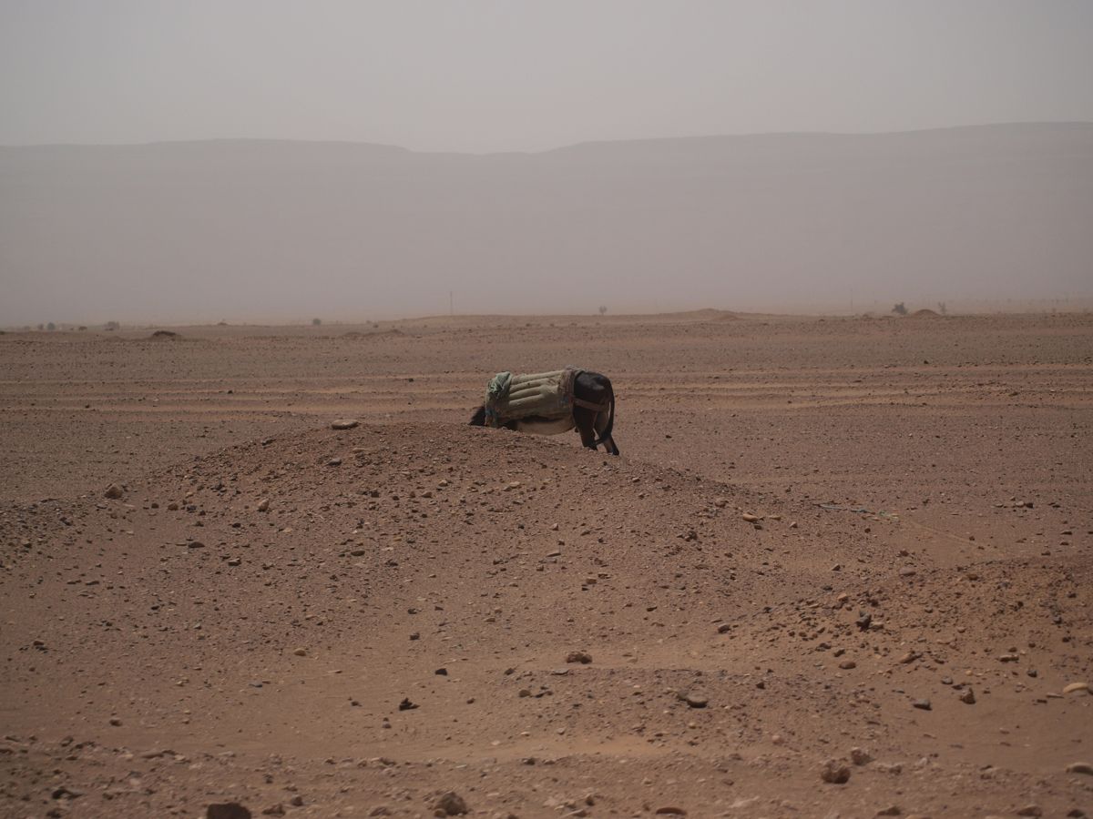 desert landscape