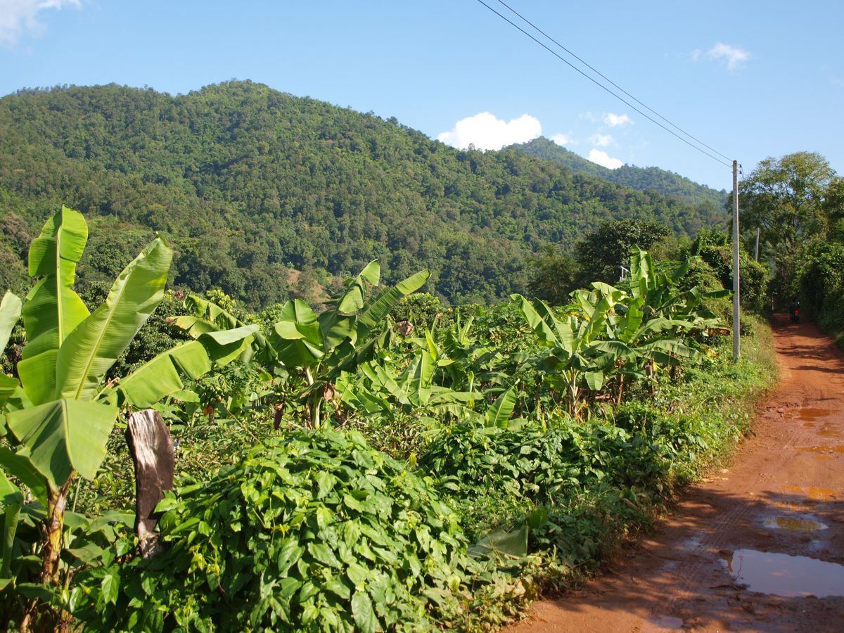 countryside