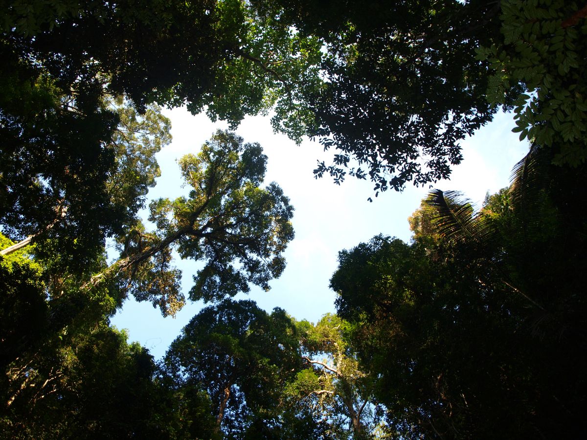 forest