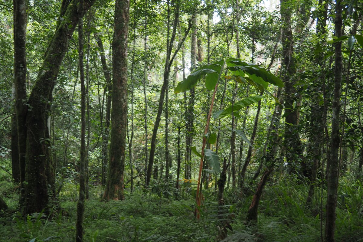 forest