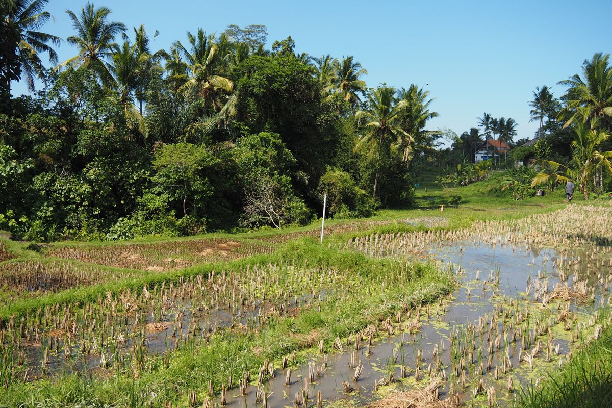 countryside