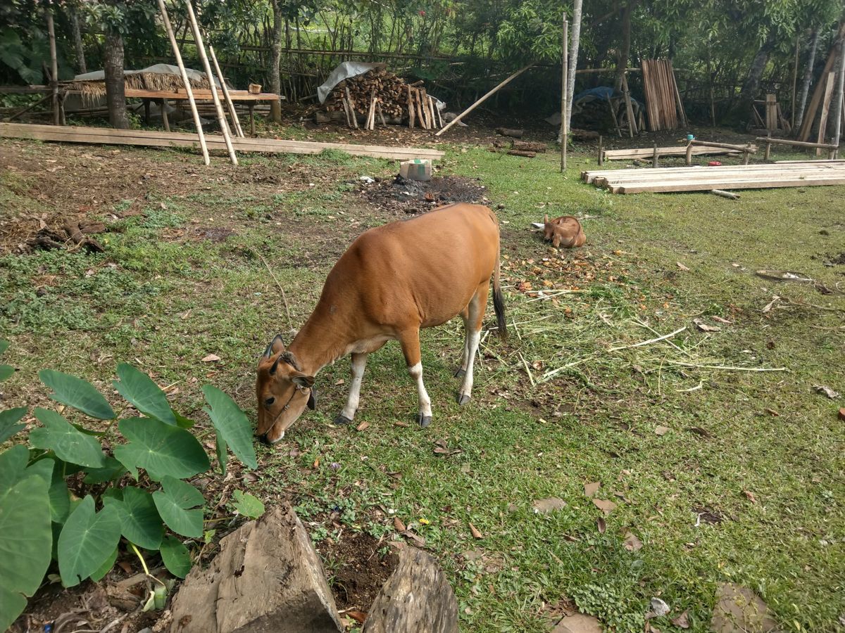 countryside