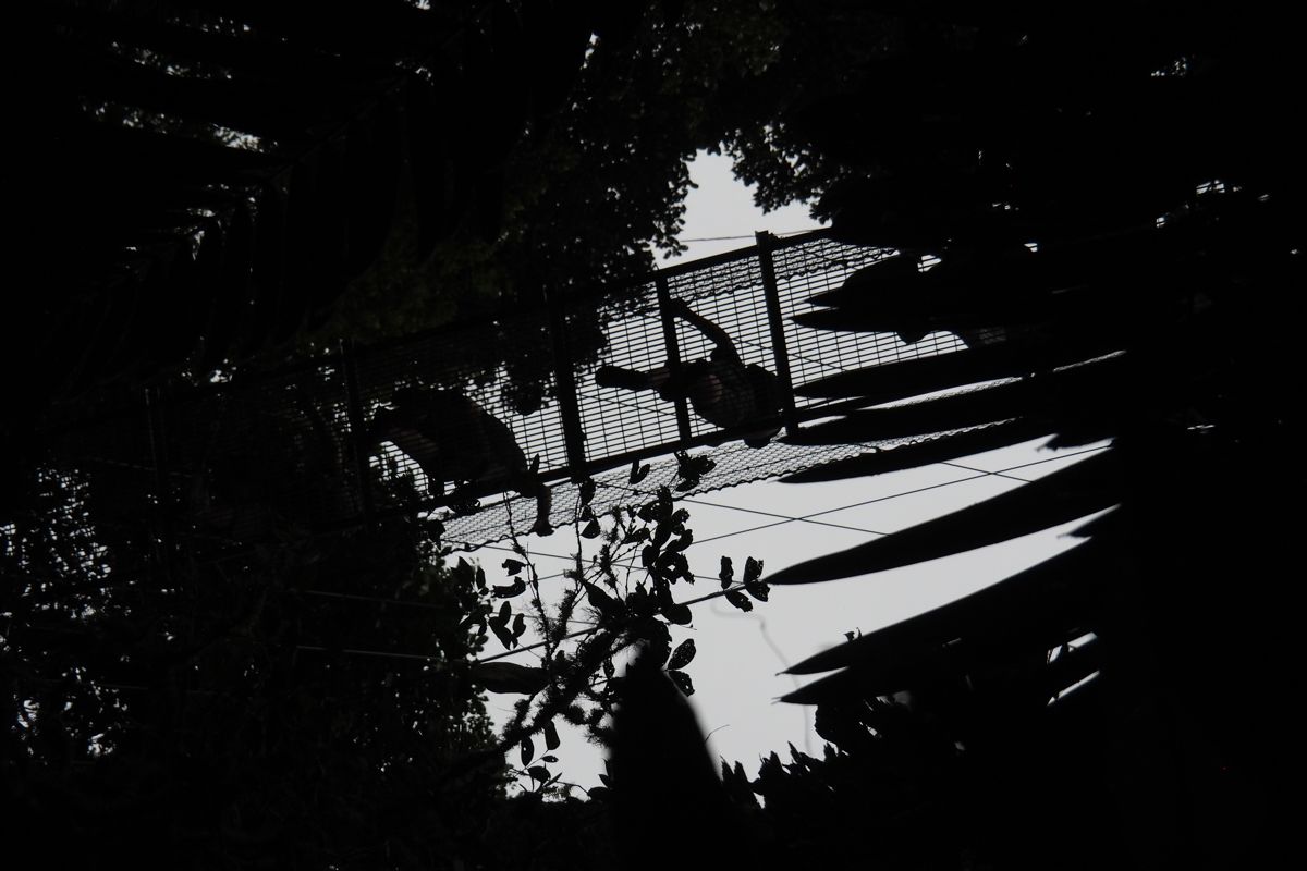 forest