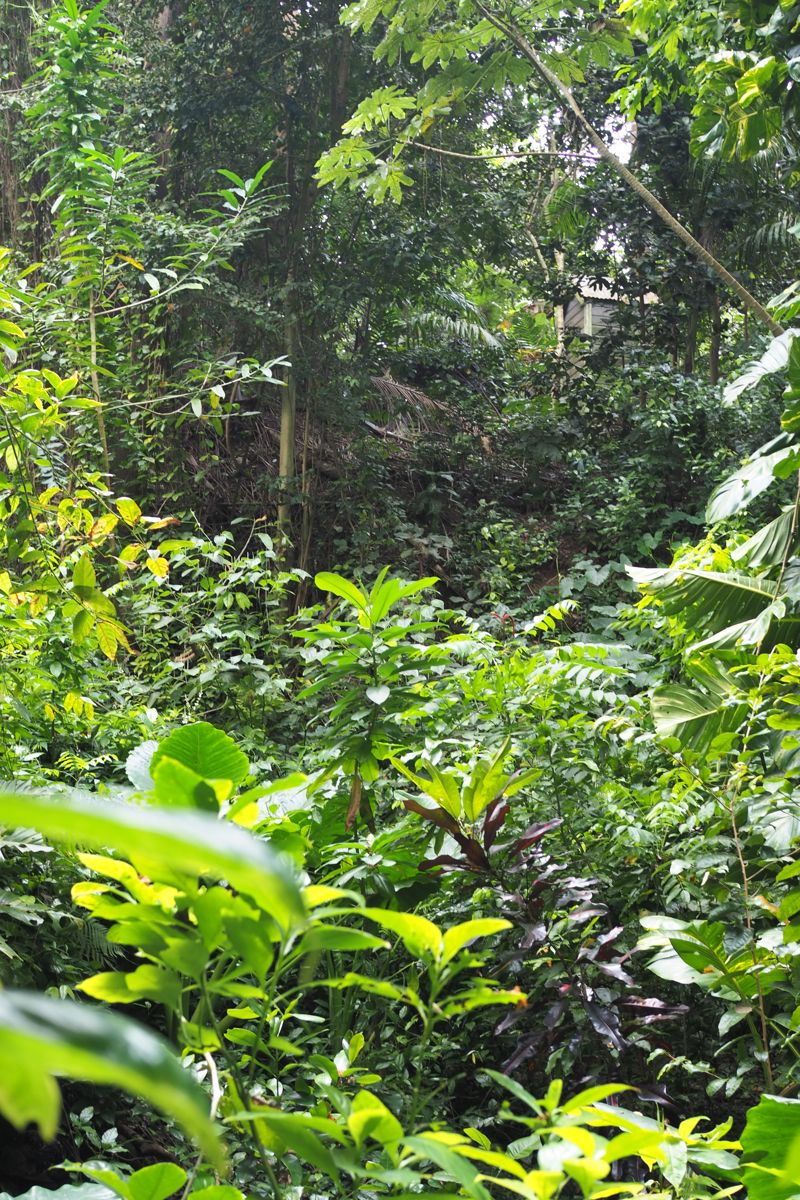 forest