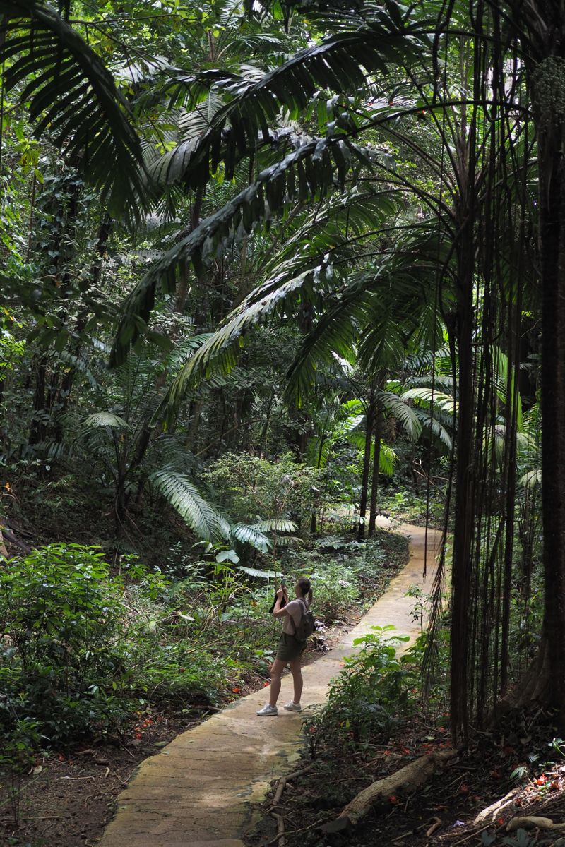 forest