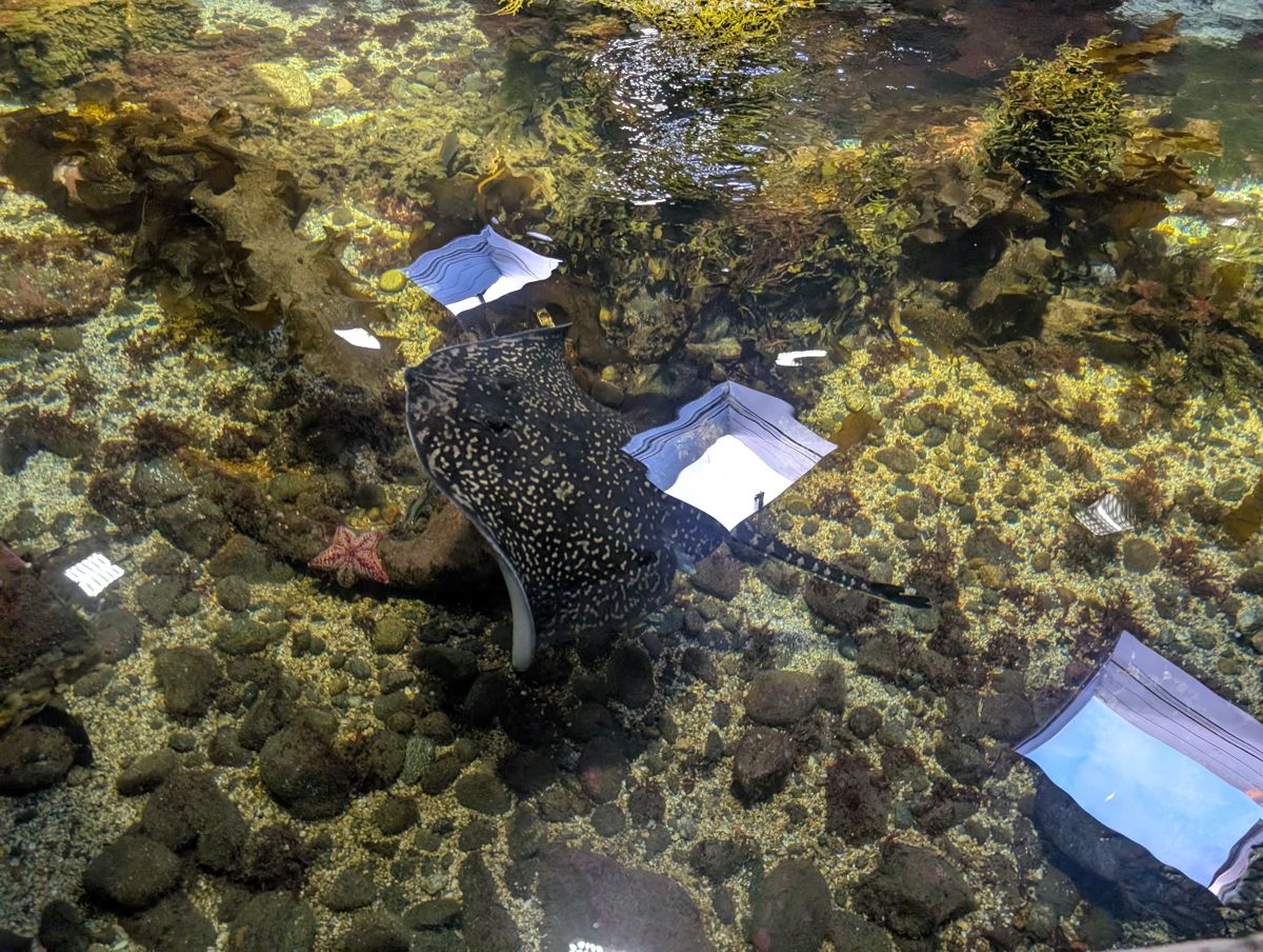 underwater